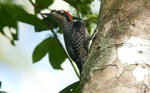 Black-cheeked Woodpecker (Melanerpes pucherani)