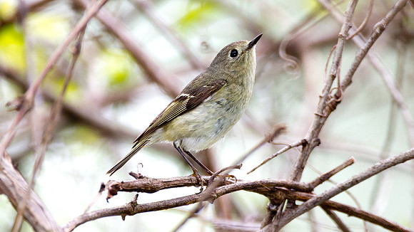 Golden-crowned Kinglet (Regulus satrapa)