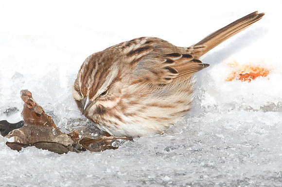 Song Sparrow (Melospiza melodia)