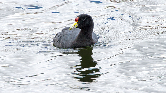 Andean Coot (Fulica ardesiaca)