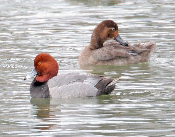 Redhead (Aythya americana) male and female