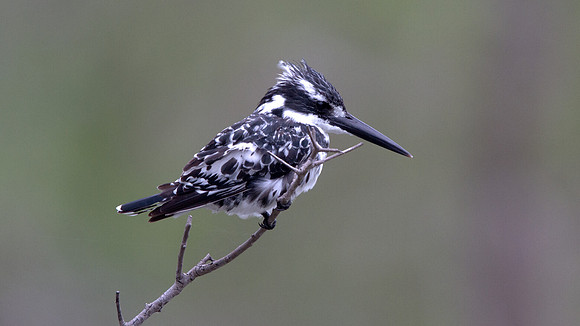Pied Kingfisher (Ceryle rudis)