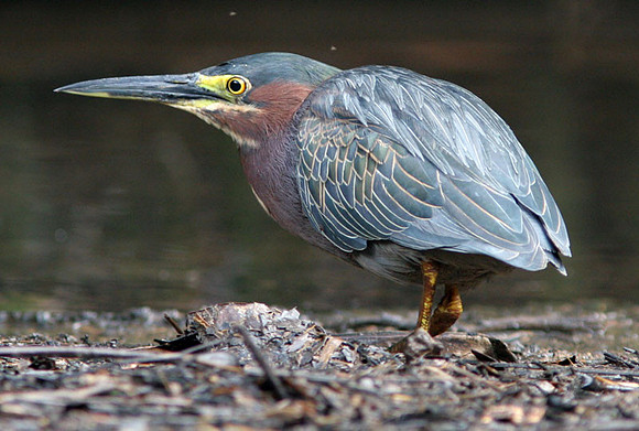 Green Heron (Butorides virescens)