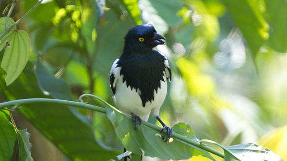 Magpie Tanager (Cissopis leveriana)