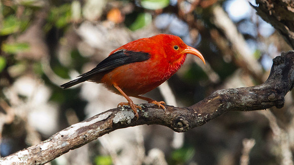 ʻIʻiwi (Vestiaria coccinea)