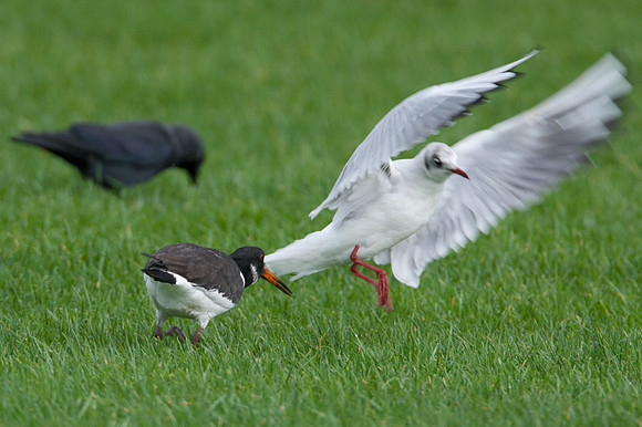 Eurasian Oystercatcher (Haematopus ostralegus) also known as Common Pied Oystercatche, Black-headed Gull (Chroicocephalus ridibundus), Jackdaw (Corvus monedula) also known as Eurasian Jackdaw