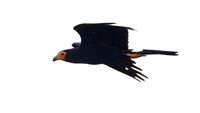 Black Caracara (Daptrius ater)