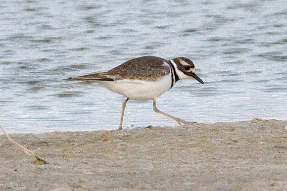 Killdeer (Charadrius vociferus)