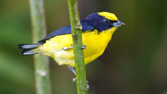 Thick-billed Euphonia (Euphonia laniirostris)