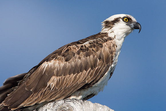 Osprey (Pandion haliaetus)