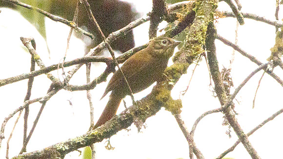Montane Foliage-gleaner (Anabacerthia striaticollis)