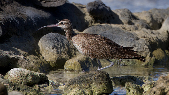 Whimbrel (Numenius phaeopus)