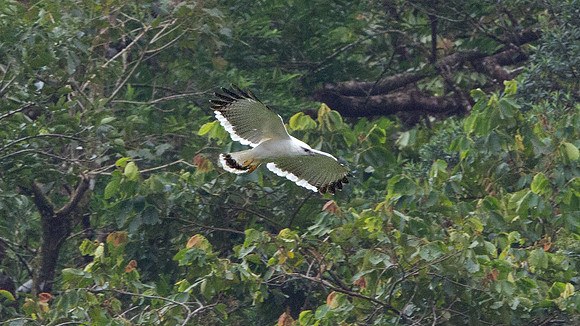 White Hawk (Pseudastur albicollis)