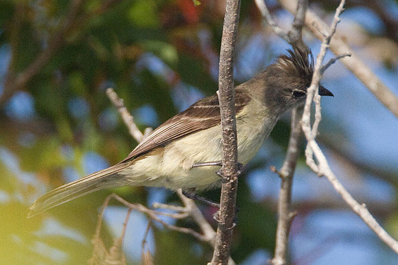 Yellow-bellied Elaenia (Elaenia flavogaster)
