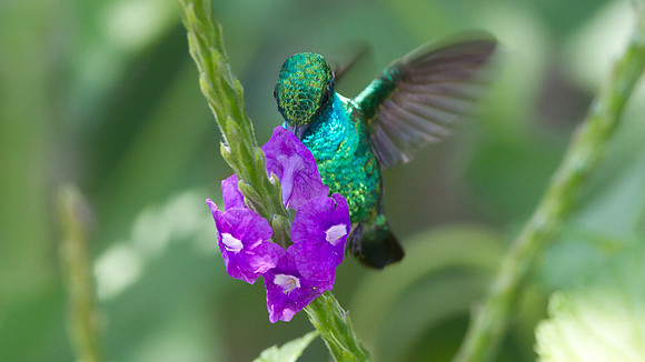 Blue-tailed Emerald (Chlorostilbon mellisugus)