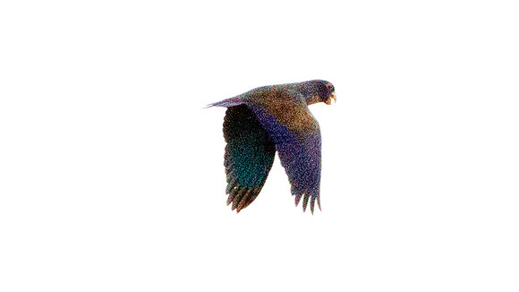 Bronze-winged Parrot (Pionus chalcopterus)