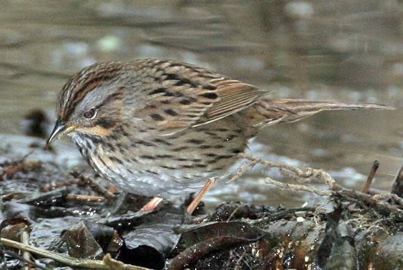 Lincoln's Sparrow (Melospiza lincolnii)