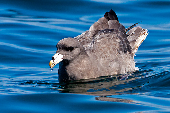 Northern Fulmar (Fulmarus glacialis) also known as  Arctic Fulmar
