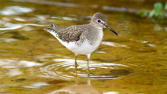 Solitary Sandpiper (Tringa solitaria)