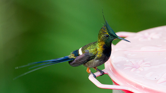 Wire-crested Thorntail (Discosura popelairii)