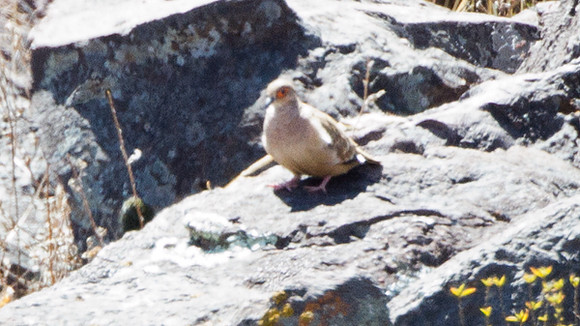 Bare-faced Ground Dove (Metriopelia ceciliae)