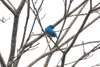 Swallow Tanager (Tersina viridis)
