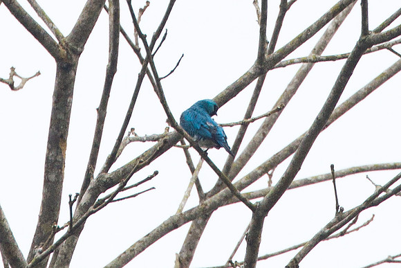 Swallow Tanager (Tersina viridis)