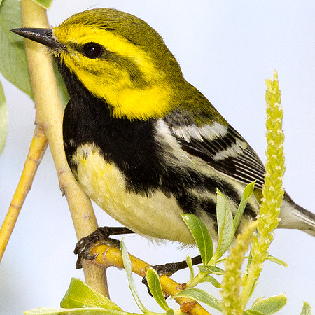 Black-throated Green Warbler (Dendroica virens)