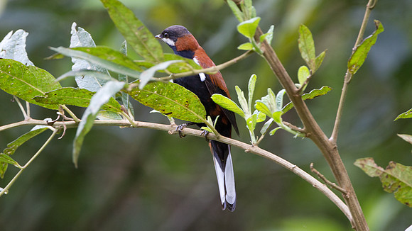 White-eared Solitaire (Entomodestes leucotis)