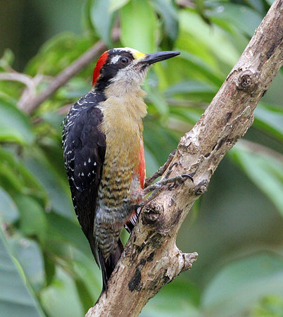 Black-cheeked Woodpecker (Melanerpes pucherani) female