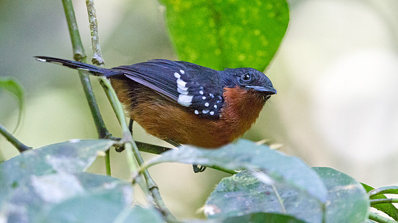 Dot-winged Antwren (Microrhopias quixensis) Female