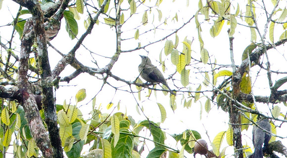 Palm Tanager (Thraupis palmarum)