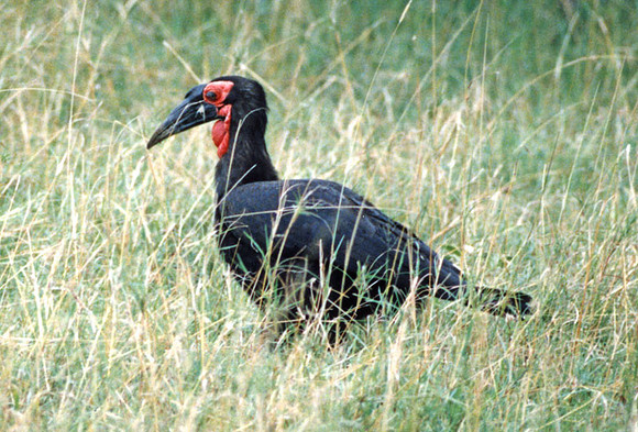 Southern Ground Hornbill (Bucorvus leadbeateri)