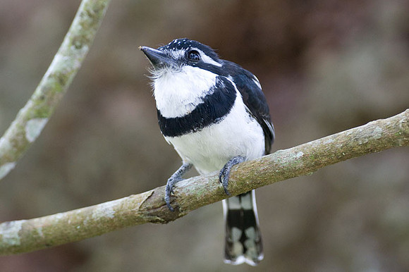 Pied Puffbird (Notharchus tectus)