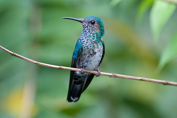 White-necked Jacobin (Florisuga mellivora) female