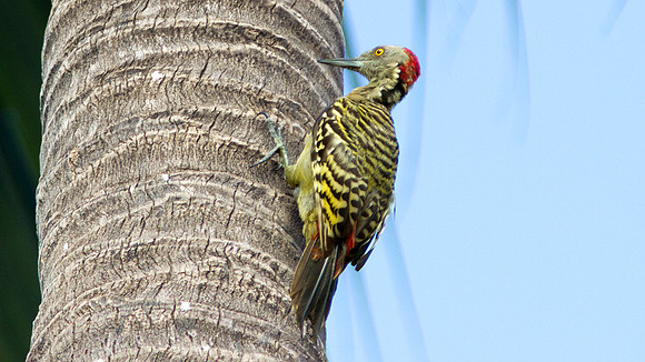 Hispaniolan Woodpecker (Melanerpes striatus)