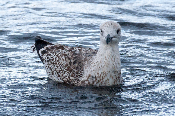 European Herring Gull (Larus argentatus) juvenile
