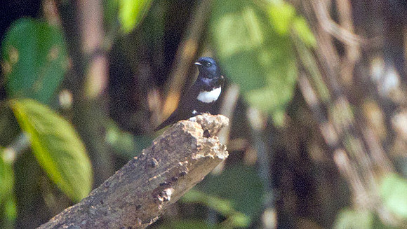 White-banded Swallow (Atticora fasciata)