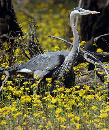 Great Blue Heron (Ardea herodias)