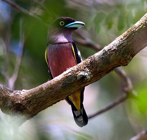 Banded broadbill (Eurylaimus javanicus) Male