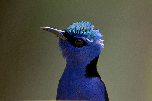 Red-legged Honeycreeper (Cyanerpes cyaneus) male