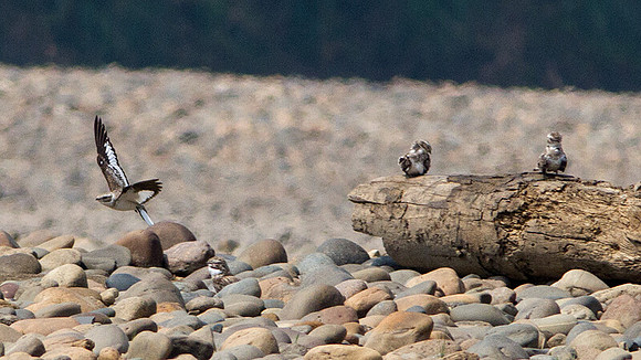 Sand-coloured Nighthawk (Chordeiles rupestris)