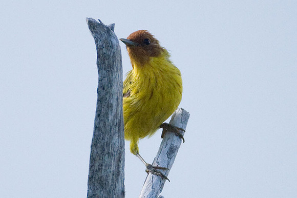Mangrove Warbler (Dendroica petechia bryanti)