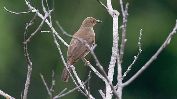 ?Red-eyed Bulbul (Pycnonotus brunneus)?