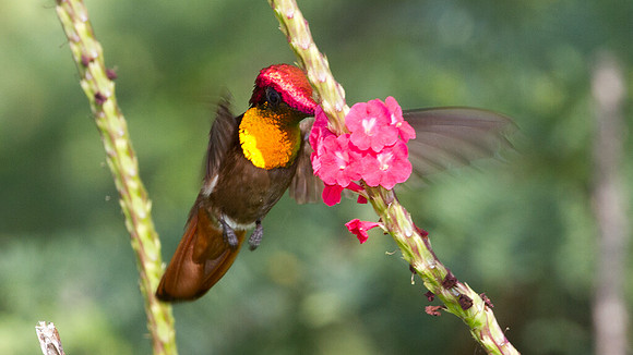 Ruby-topaz Hummingbird (Chrysolampis mosquitus) male