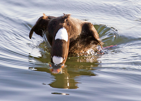Surf Scoter (Melanitta perspicillata)