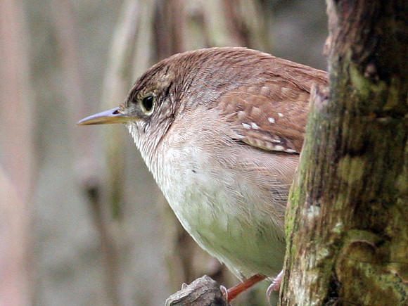 House Wren (Troglodytes aedon)