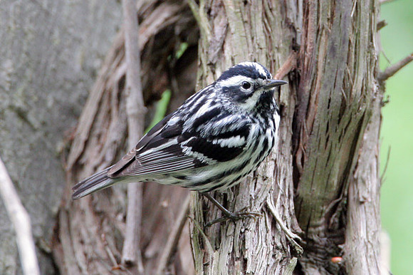 Black-and-white Warbler (Mniotilta varia)