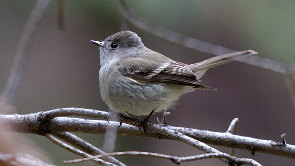 Dusky Flycatcher (Empidonax oberholseri)