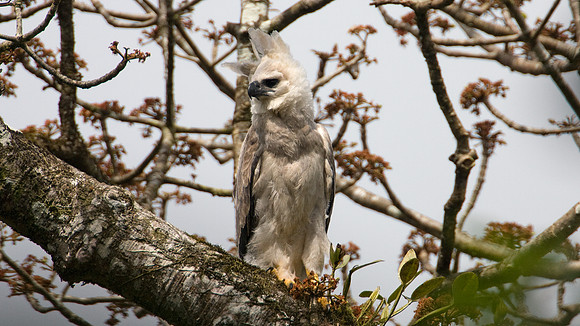Harpy Eagle (Harpia harpyja) juvenile